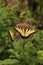 Two Tiger swallowtails on Joe Pye Weed