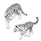 Two tigers black silhouettes on white background chinese tiger simple realistic sketch hand ink drawing vector illustration