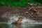 Two tigers fighting in a lake water with splash