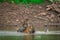 Two tigers fighting and playing in a lake water with splash