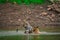 Two tigers fighting and playing in a lake water with splash