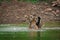 Two tigers fighting and playing in a lake water with splash