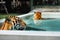 Two tigers in pool