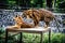 Two tigers are resting on the rock in the zoo