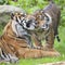 Two tigers together