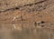 Two tigers at waterhole at Tadoba Tiger reserve Maharashtra,India