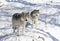 Two Timber wolves or grey wolves standing in the winter snow in Canada