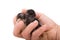 Two tiny bantam chicks in a hand