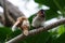 Two Tiny brown birds on a branch