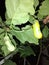 Two tiny green Eggplant vegetable