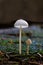 Two tiny mushrooms, Mycena species