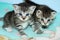 Two tiny tabby kittens