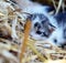 Two tiny two or three weeks old kittens with tricolor fur with spotted patches. They are lie on straw in old barn