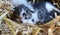 Two tiny two or three weeks old kittens with tricolor fur with spotted patches. They are lie on straw in old barn