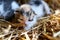 Two tiny two or three weeks old kittens with tricolor fur with spotted patches. They are lie on straw in old barn