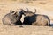 Two tired Cape buffalo lay down on brown grass