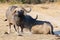 Two tired Cape buffalo lay down on brown grass to rest