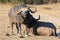 Two tired Cape buffalo lay down on brown grass to rest