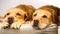 Two tired Labradors looking sleepy on a cushion or dog bed