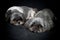 Two tired shih tzu dogs on dark background