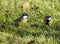 Two titmouses Latin Parus major.