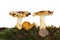 Two toadstools in moss
