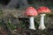 Two toadstools - red white poisonous mushrooms