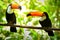 Two Toco Toucan Birds in the Forest