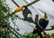 Two toco toucans sitting in a tree top in the aviary, colorful tropical birds from America