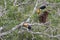 Two Toco Toucans in a tree, Pantanal Wetlands, Mato Grosso,