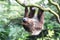 Two Toed Sloth