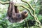 Two Toed Sloth