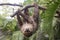 Two-toed sloth