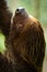 Two toed sloth in amazon rainforest, Yasuni