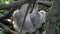 Two-toed Sloth animal climbing upside down on hanging tree branch Choloepus didactylus