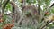 Two Toed Sloth, choloepus didactylus, Adult Hanging from Branch, Moving, Real Time