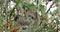 Two Toed Sloth, choloepus didactylus, Adult Hanging from Branch, Moving, Real Time