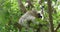 Two Toed Sloth, choloepus didactylus, Adult Hanging from Branch, Moving, Real Time