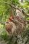 Two-toed sloth eating carrot