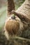 Two-toed sloth eating cucumber