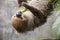 Two-toed sloth eating cucumber