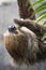 Two-toed sloth eating cucumber