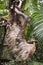Two-toed sloth eating cucumber