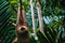 Two-Toed Sloth hanging around