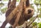 Two-toed sloth hanging from a tree