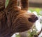 Two-toed sloth hanging from a tree