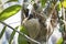 Two-toed Sloth hanging in a tree, Jardim d`Amazonia, San Jose do Rio