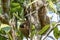 Two-toed Sloth hanging in a tree, Jardim d`Amazonia, San Jose do Rio