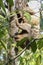 Two-toed Sloth, Jardim d`Amazonia, San Jose do Rio Claro, Mato Grosso, Brazil