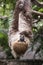 Two-toed sloth show tongue